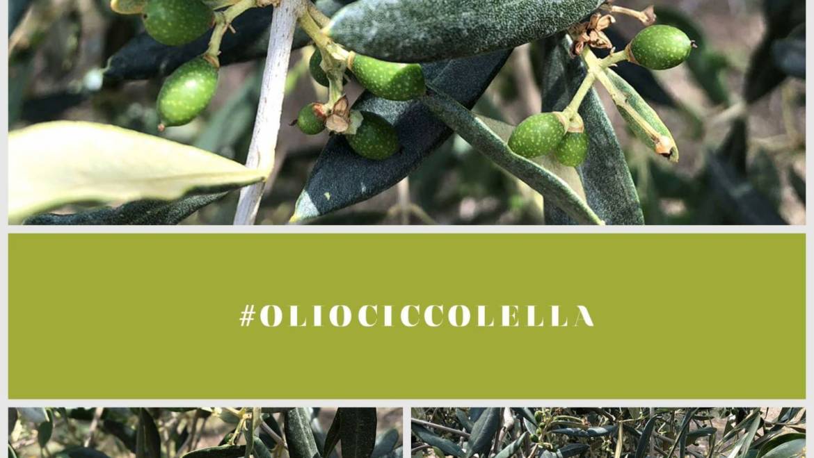 Ciccolella